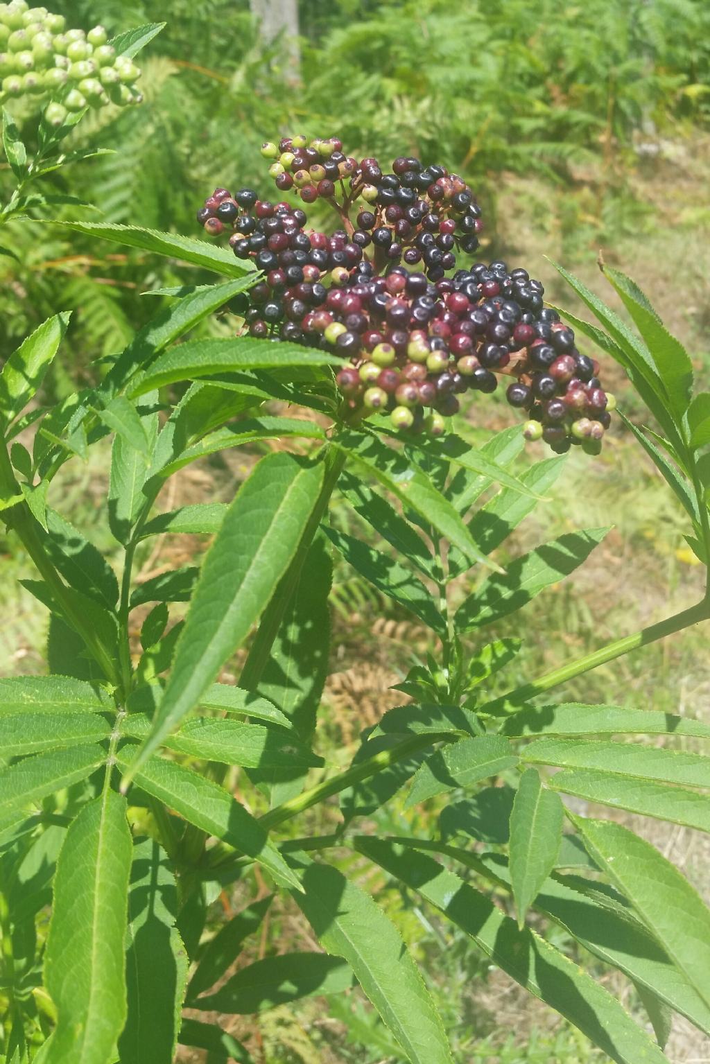 Sambucus ebulus